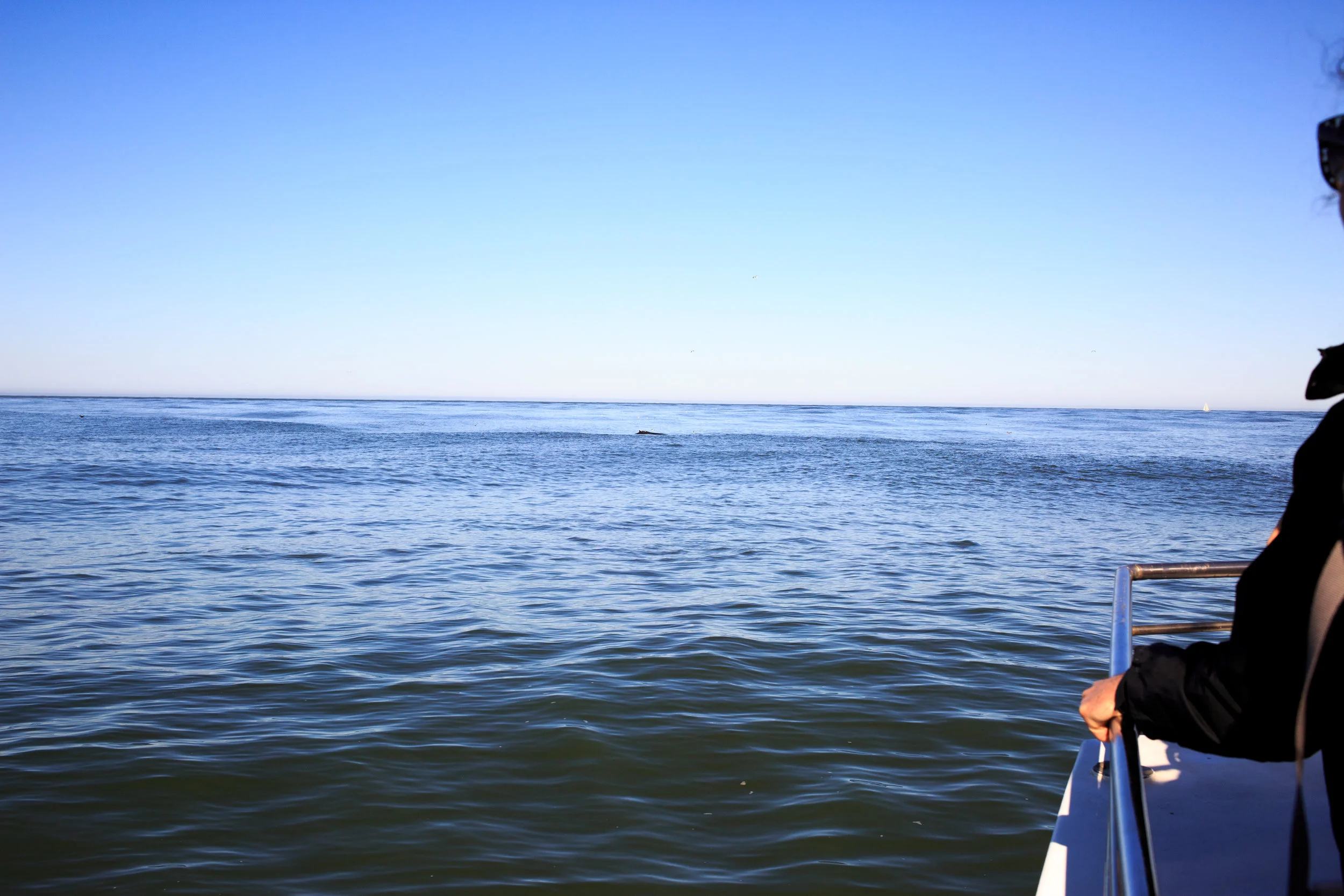 whale-5.jpg