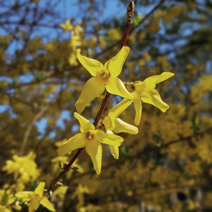 03. #forsythiaxintermedia #oldreliable.PNG