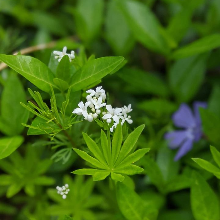 26. #galiumodoratum.PNG