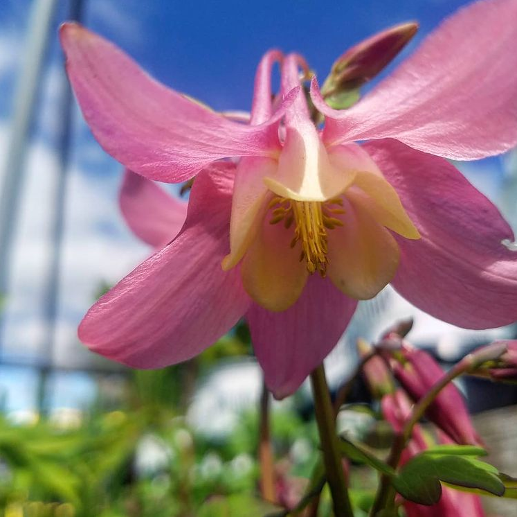 10. #aquilegiaxhybrida.PNG