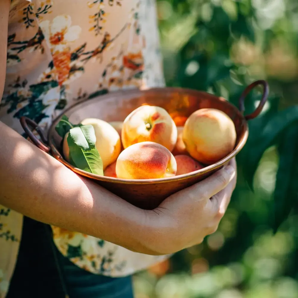 Farmers Market: Best of Summer