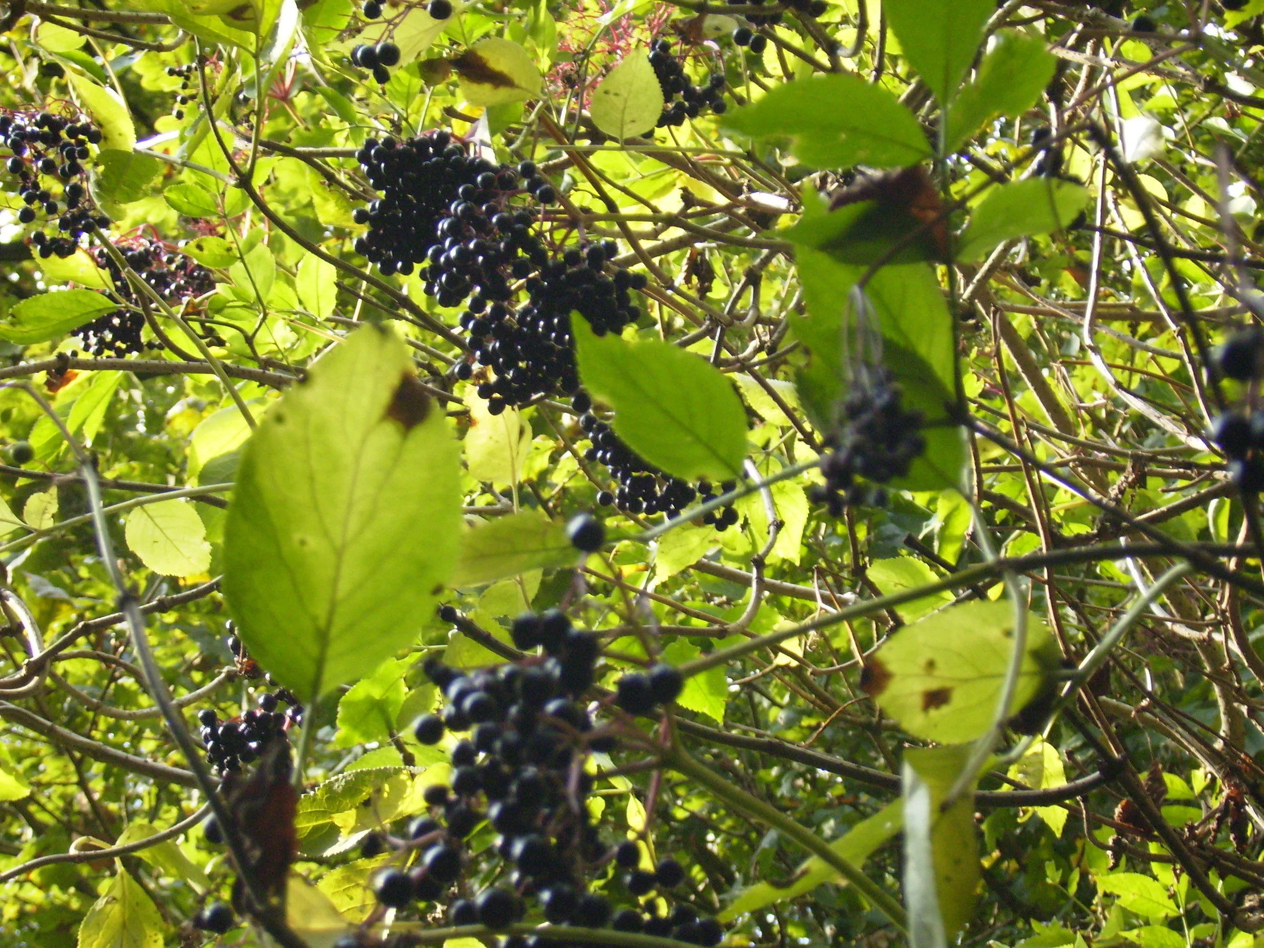 elder berries defocus.JPG