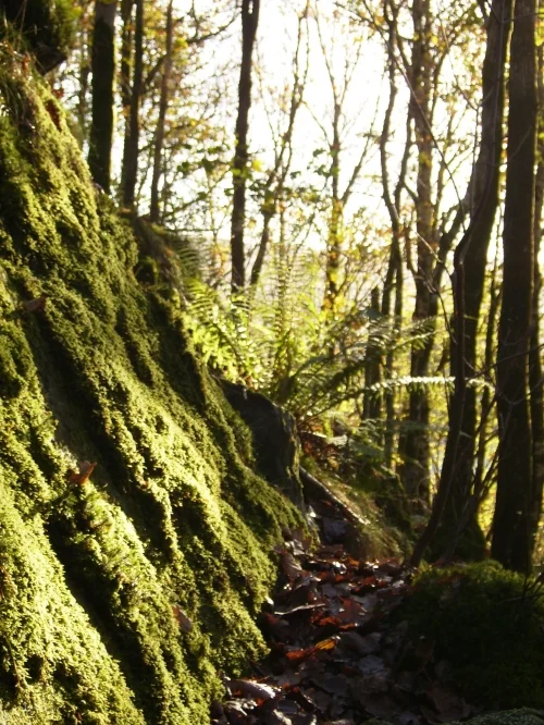 Autumn is a second Spring when every leaf a flower.