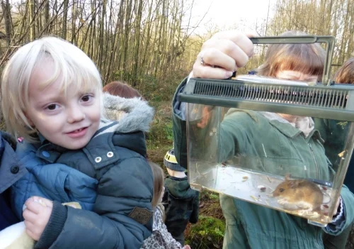Robin (left) and a wood mouse.