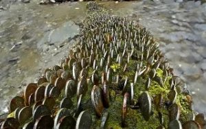  Maybe money does grow on trees after all !