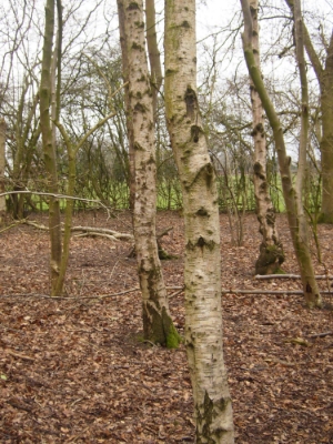NATURE'S FIRELIGHTER Only take the bark that is peeling and don't use a knife or you'll damage the tree.