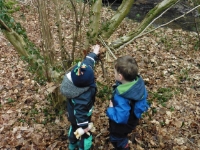  Hazel identified and ripe for coppicing