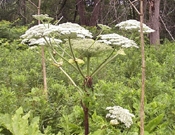 INSIDIOUS AND TOXIC GIANT HOGWEED