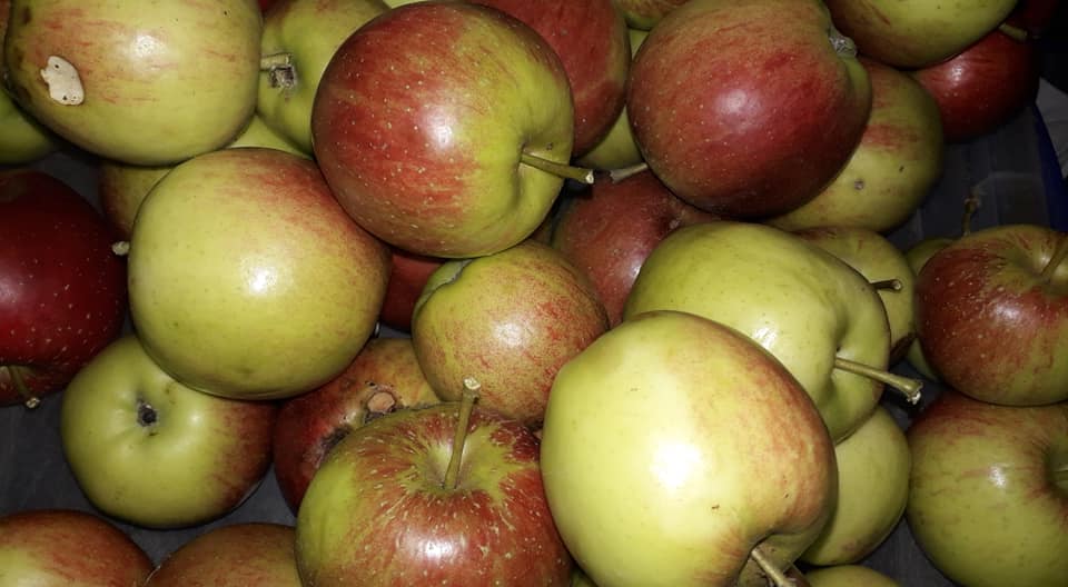 apple3.jpg