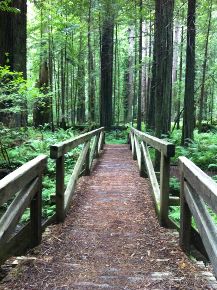 redwood_forest_california.jpg