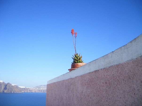 Santorini_plant.jpg