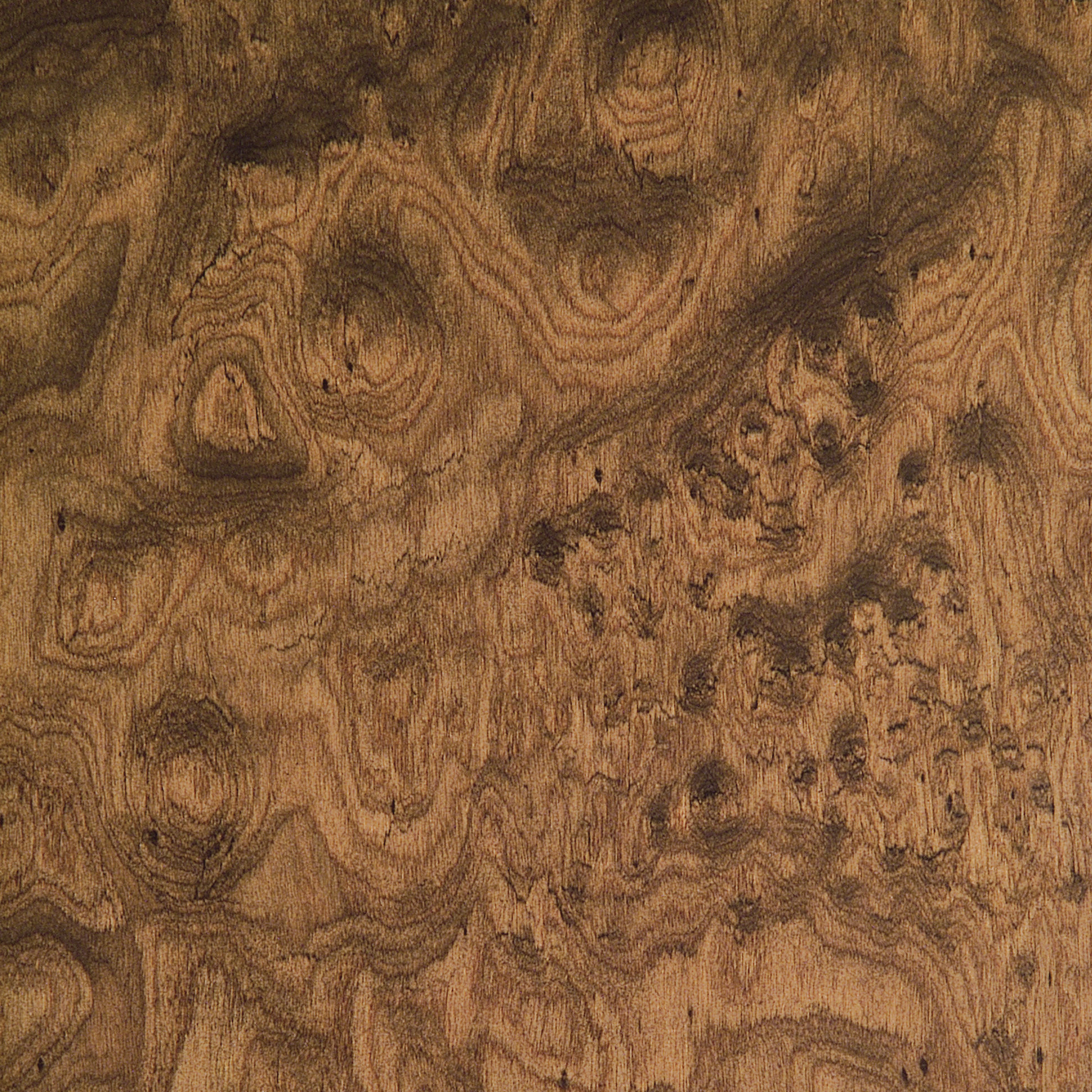 Walnut Burl