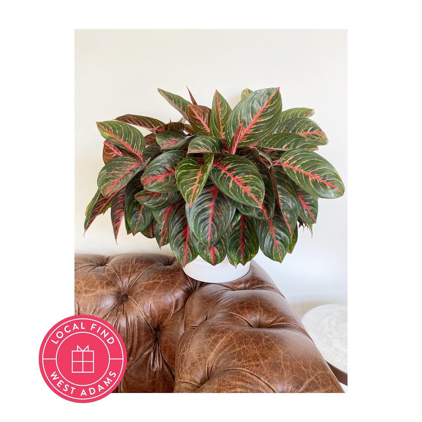 Visited @theplantchica on Jefferson and grabbed this amazing #chineseevergreen It came with cutest card full of care instructions. We&rsquo;ll be filling the office with many more plants! 

#shoplocal #realestatecollective #theplantchicawestadams #we