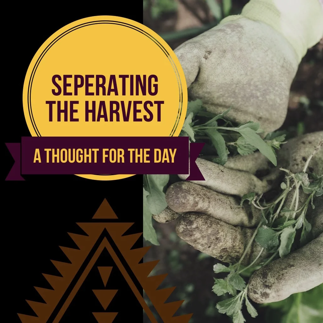 SEPARATING THE HARVEST