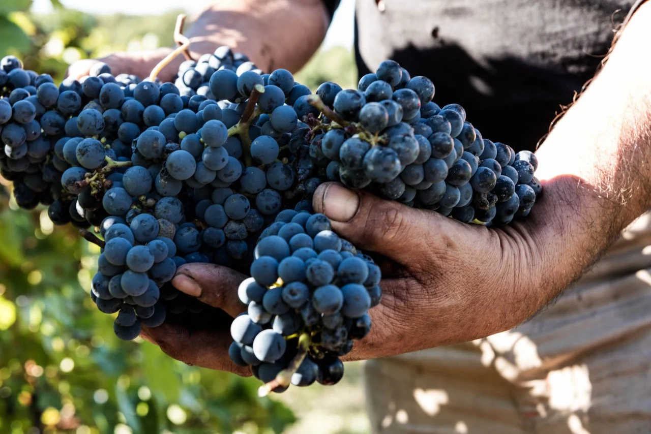Famiglia Mazzarrini_hands holding grapes_1484305906_DSC9553.jpg