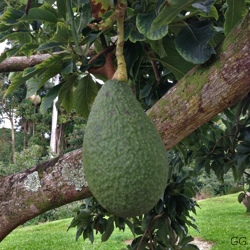 avo2_smallsquare