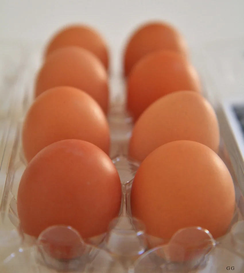 eggs