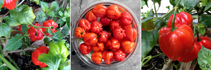3 peppers