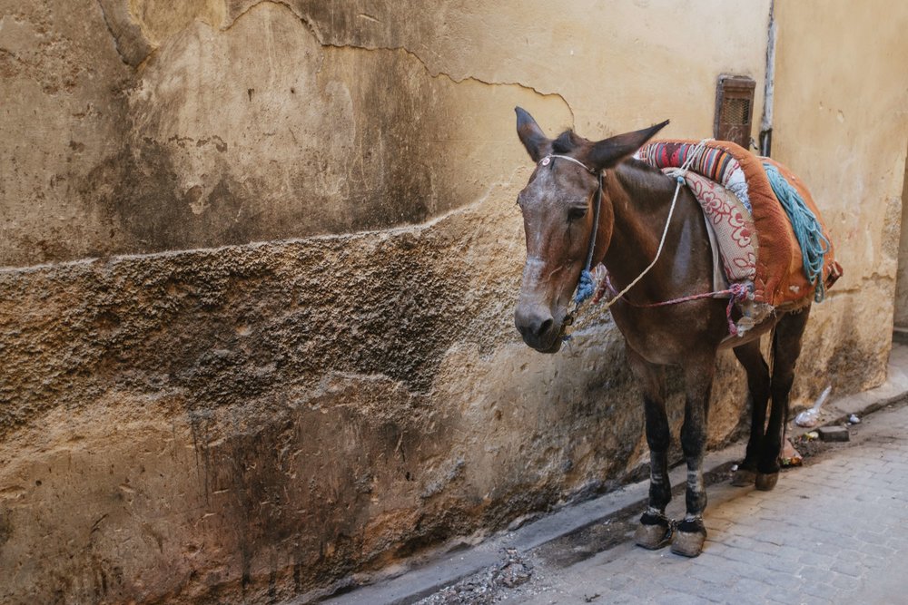 Morocco_Fes_Donkey.jpg