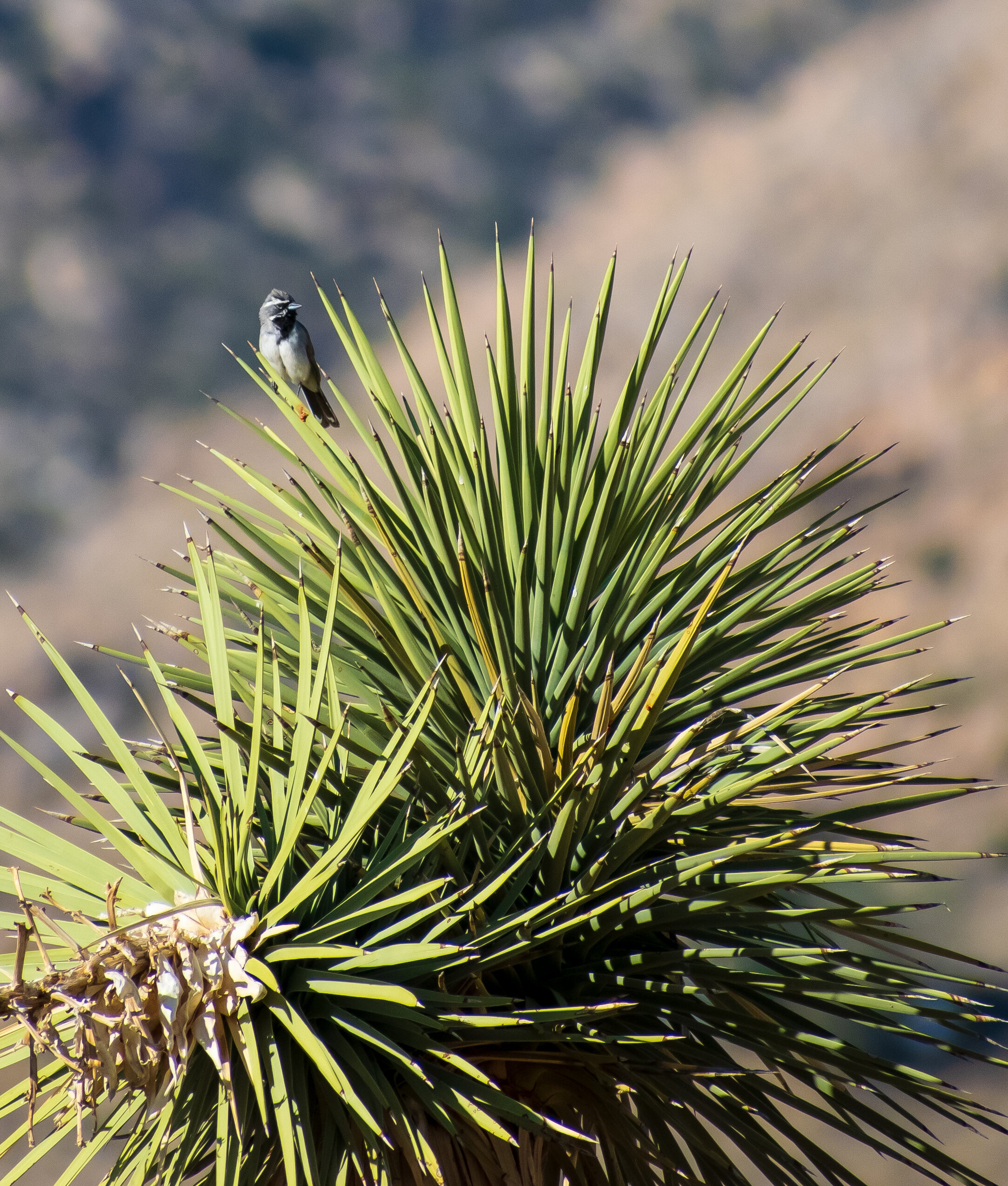 DSC_0082.jpg