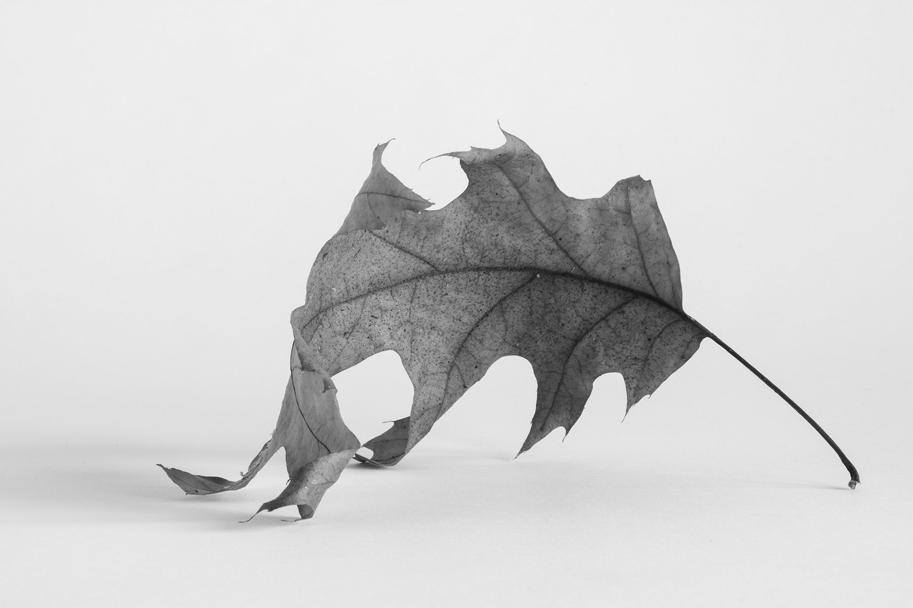 Leaf 0521