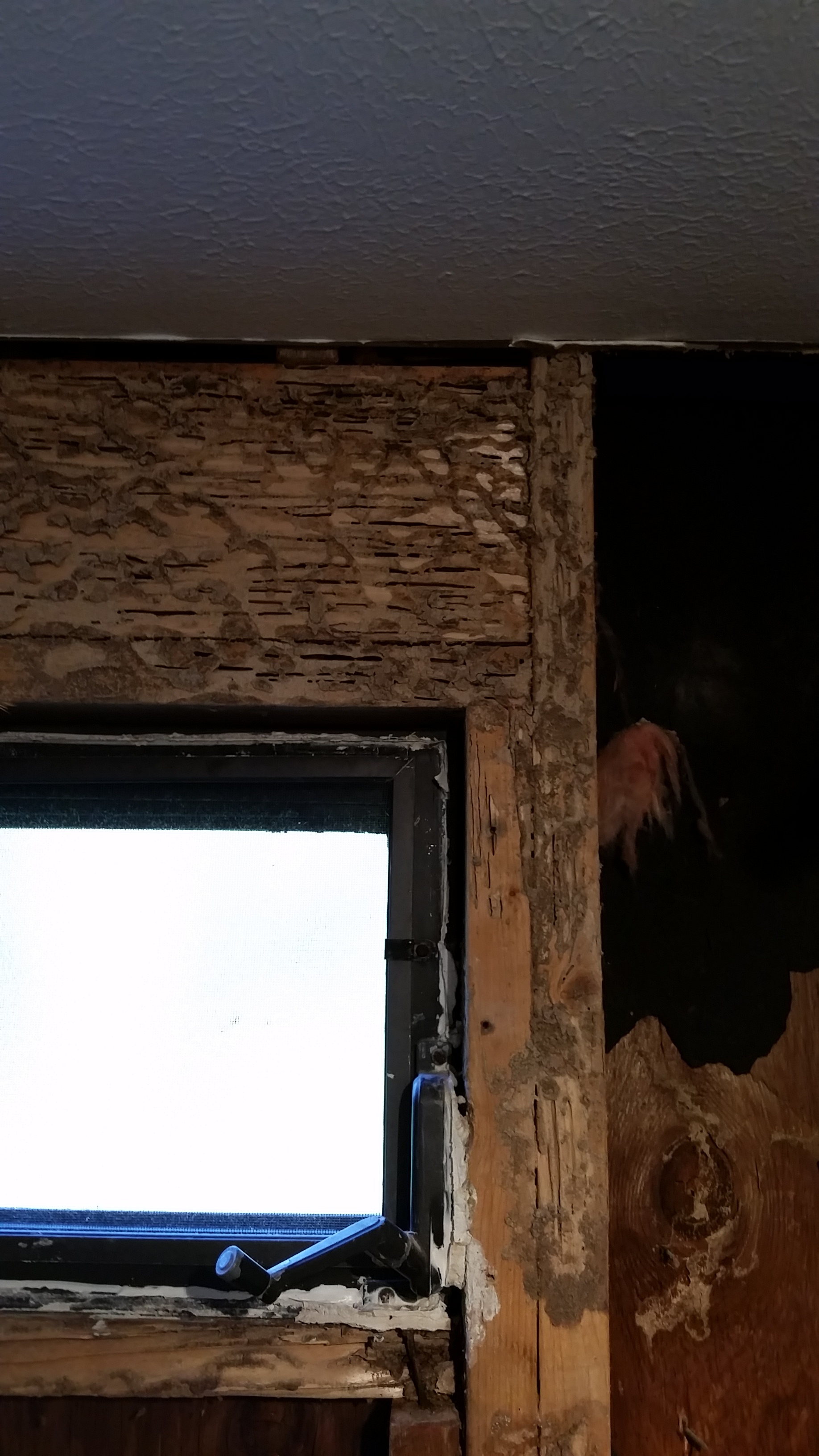 Structural damage from Subterranean Termites