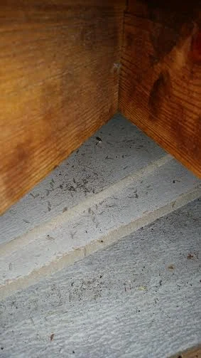 Drywood Termite Wings