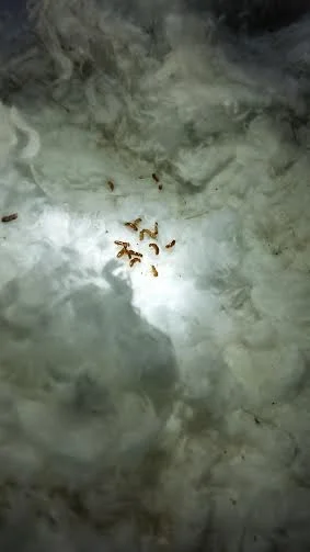 Live Drywood Termites