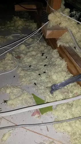 Rodent Droppings in Attic