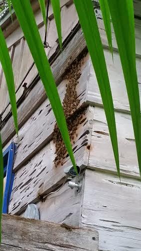 Active Bee Hive on side of Home