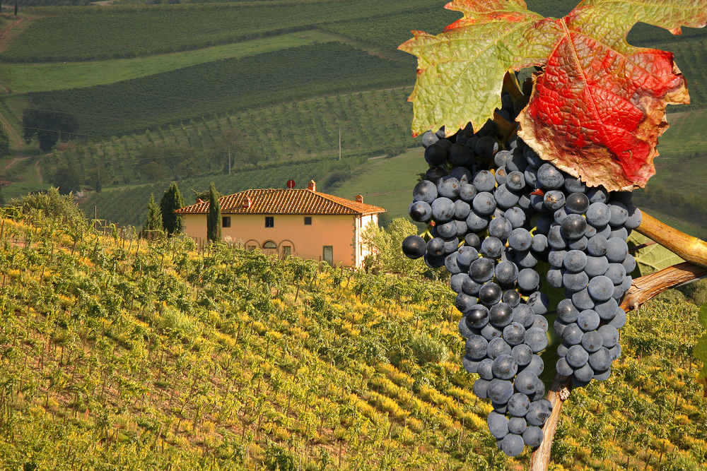 Local vineyard