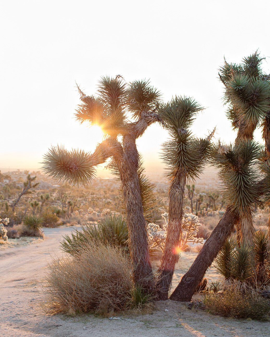 Los Angeles Joshua Tree lifestyle photography