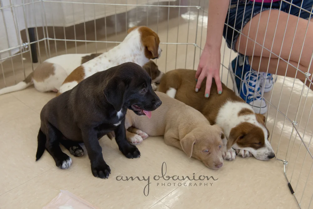 Does Petco Have Dogs For Adoption