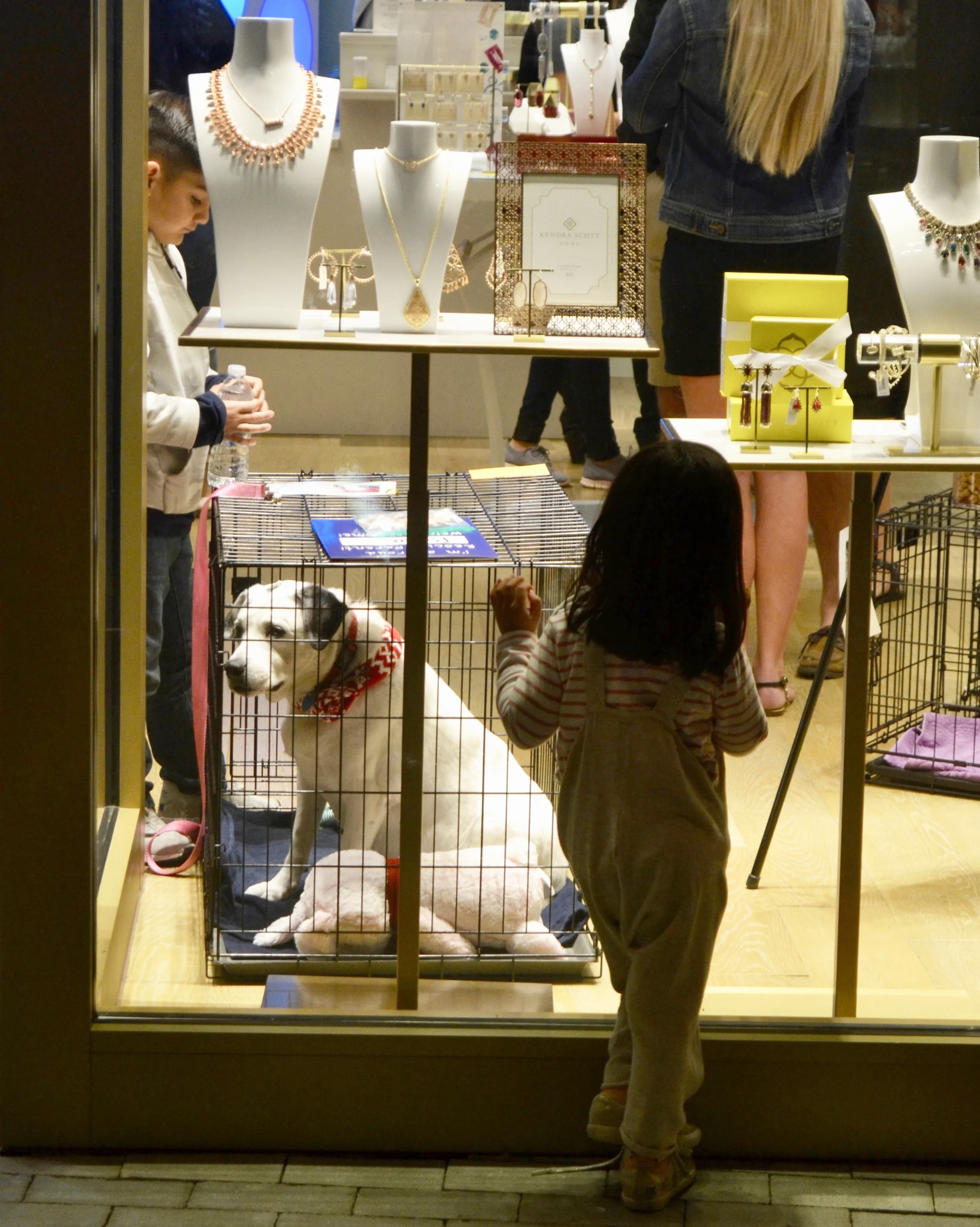 A young passerby stares into the storefront window at Bella, one of our rescue dogs that was recently adopted into a loving family. 