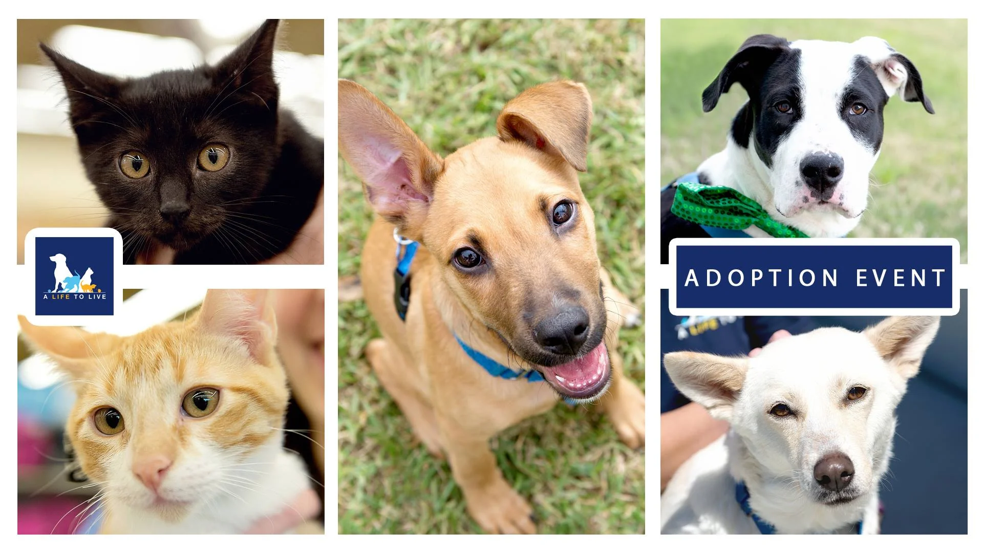 petco pet adoptions