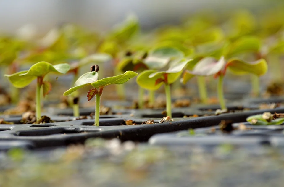 Cotyledons
