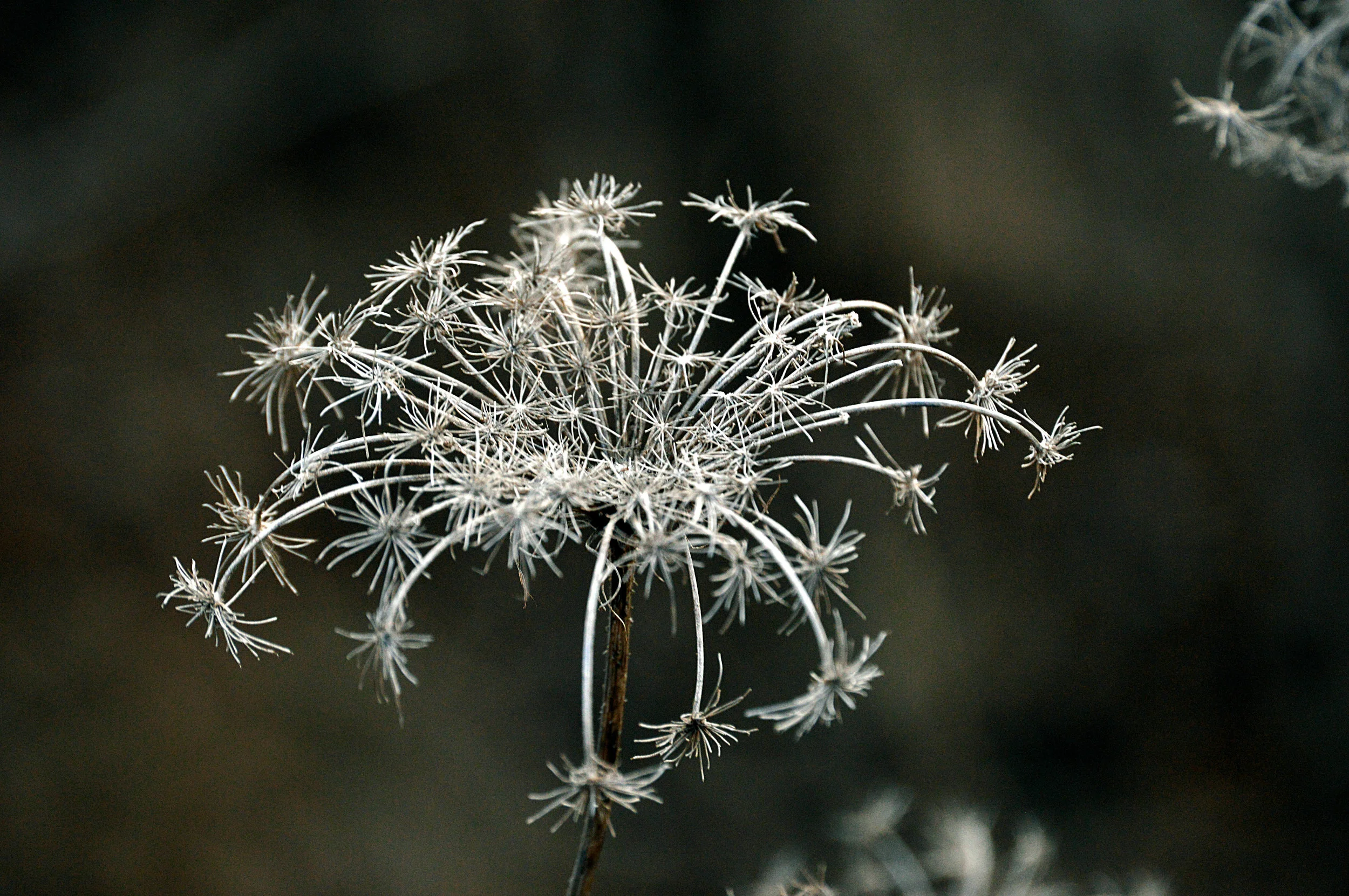 Umbel