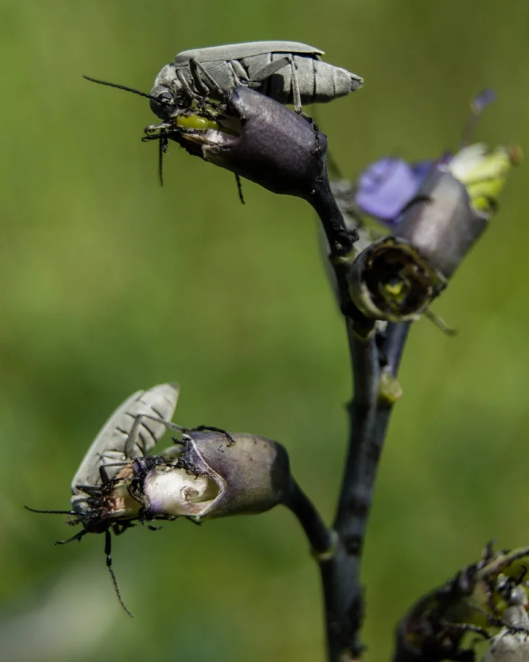 Predation