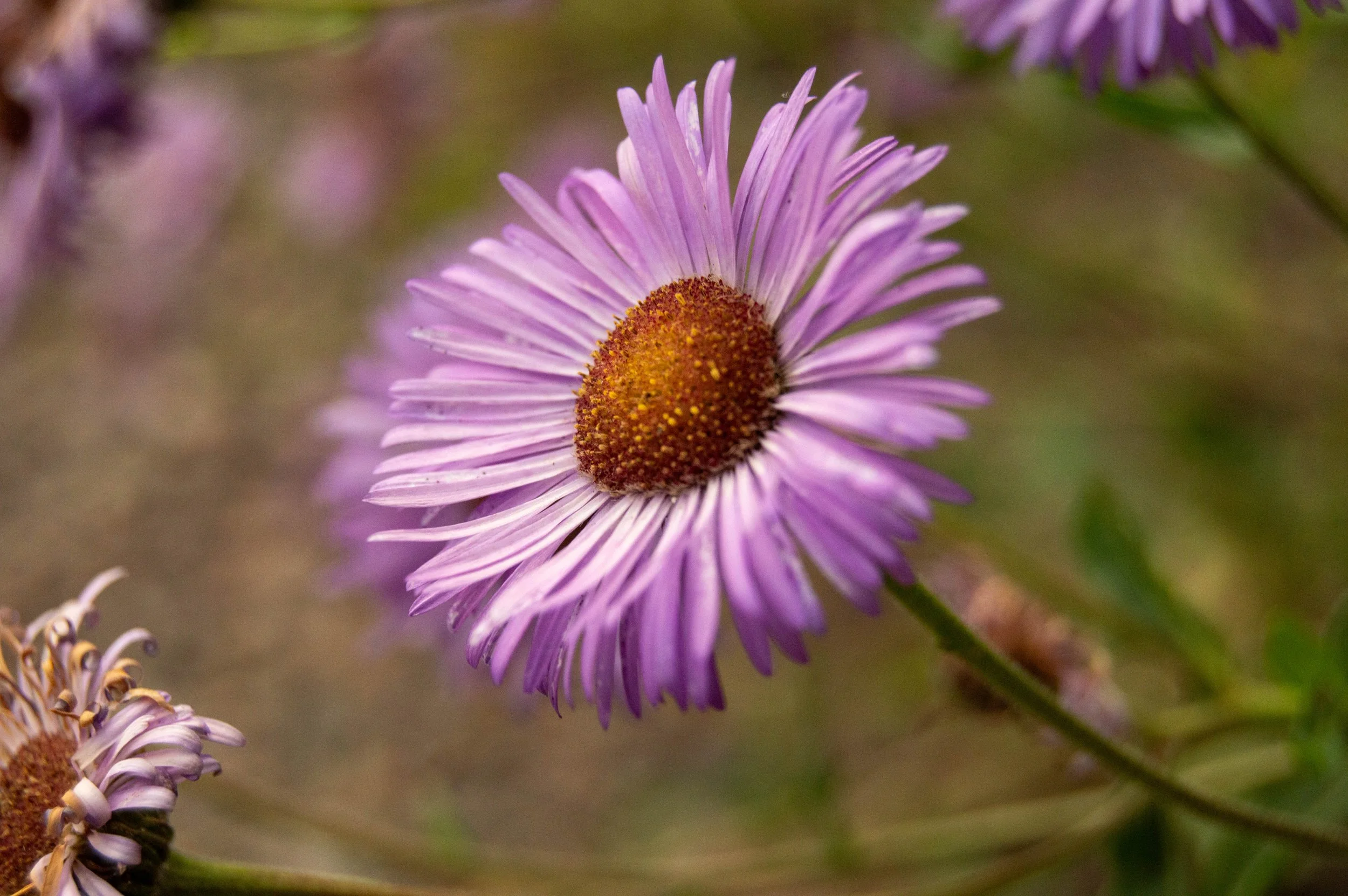 DSC_8707.jpg