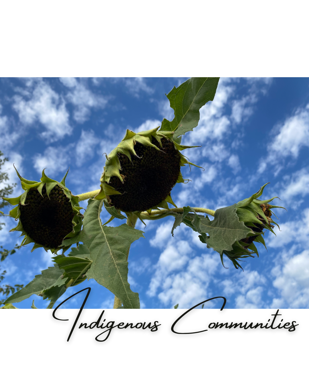 indigenous communities.png