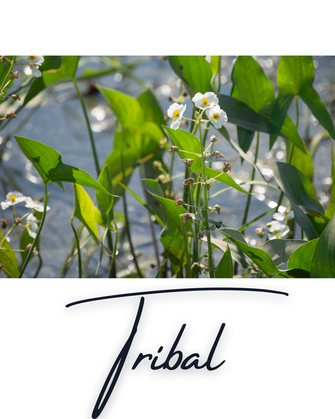 tribal.png