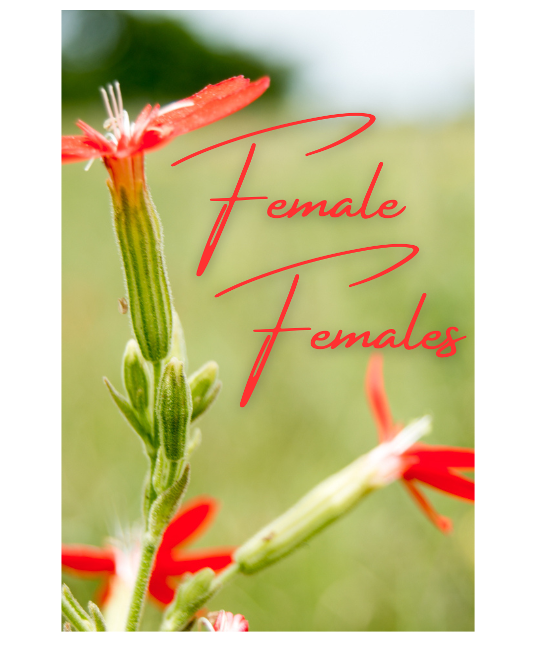 Female.png