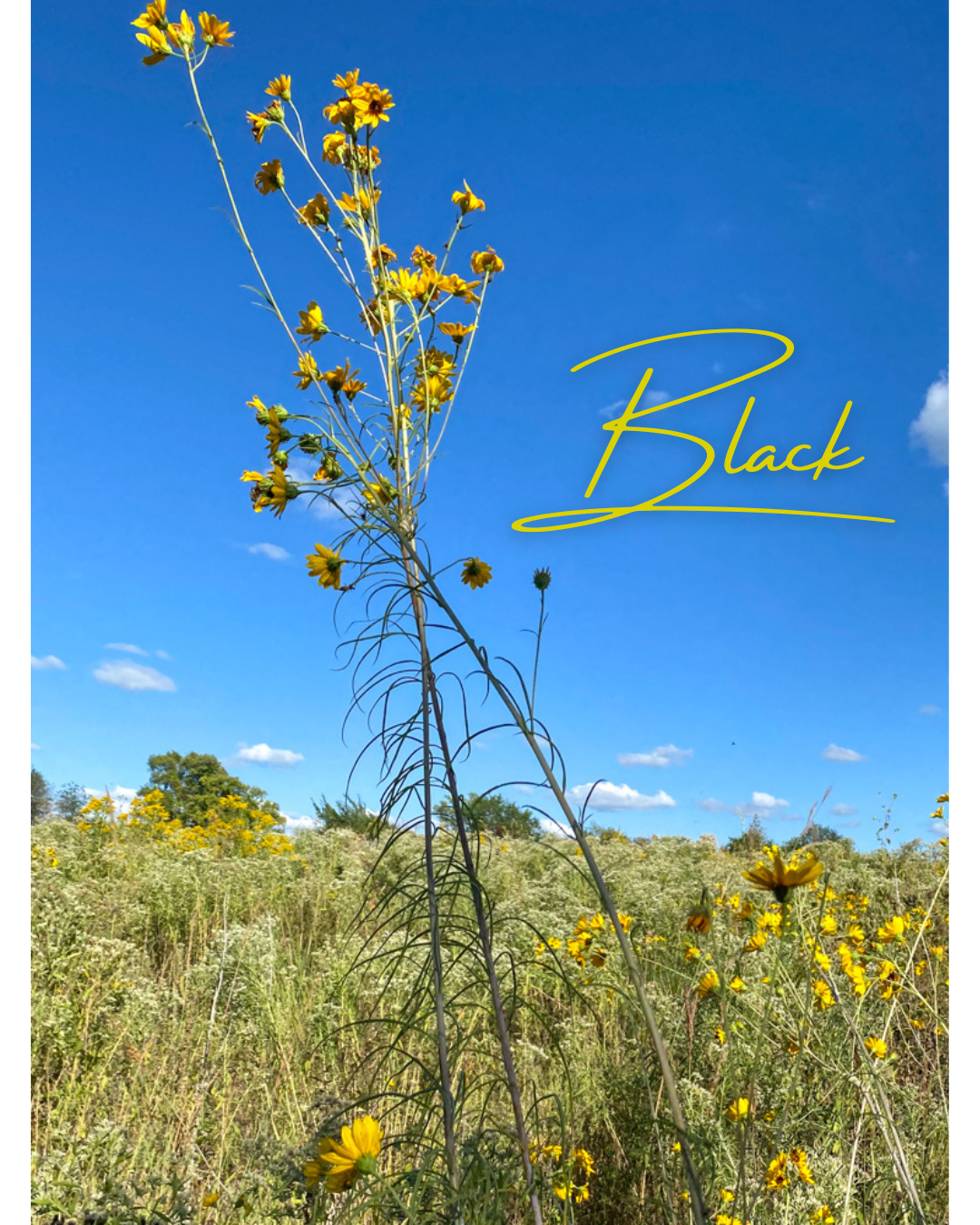 Black.png