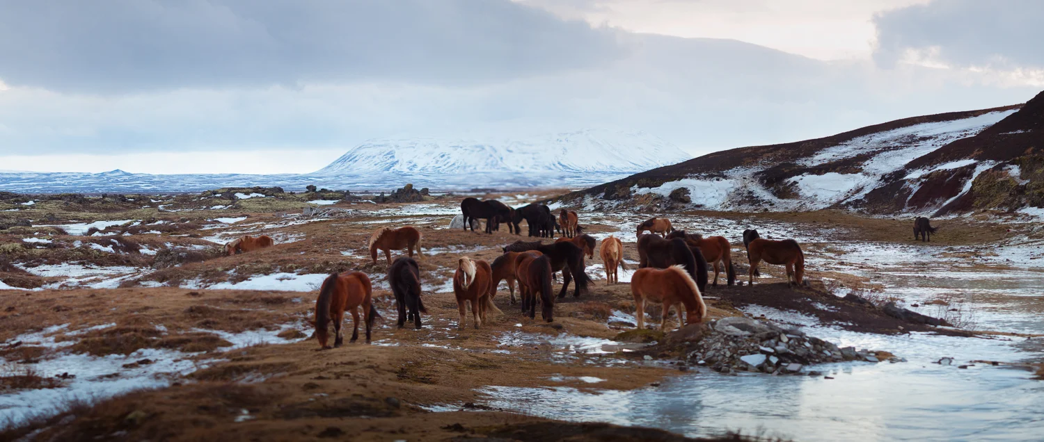 Icelandic Horses