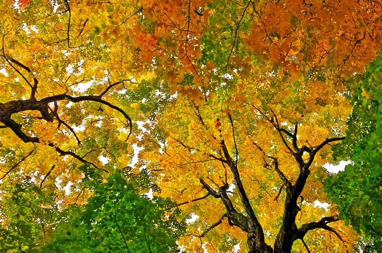 How to capture the splendour of Autumn in 5 simple steps: