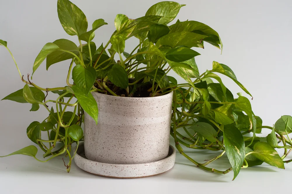 Ceramic Larger Planter  RachaelPots