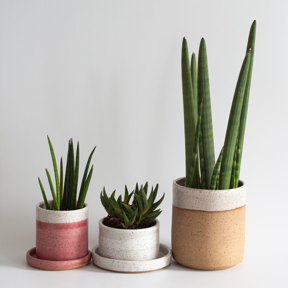 Mini Cactus + Handmade Ceramic Pink + White Mini Planter