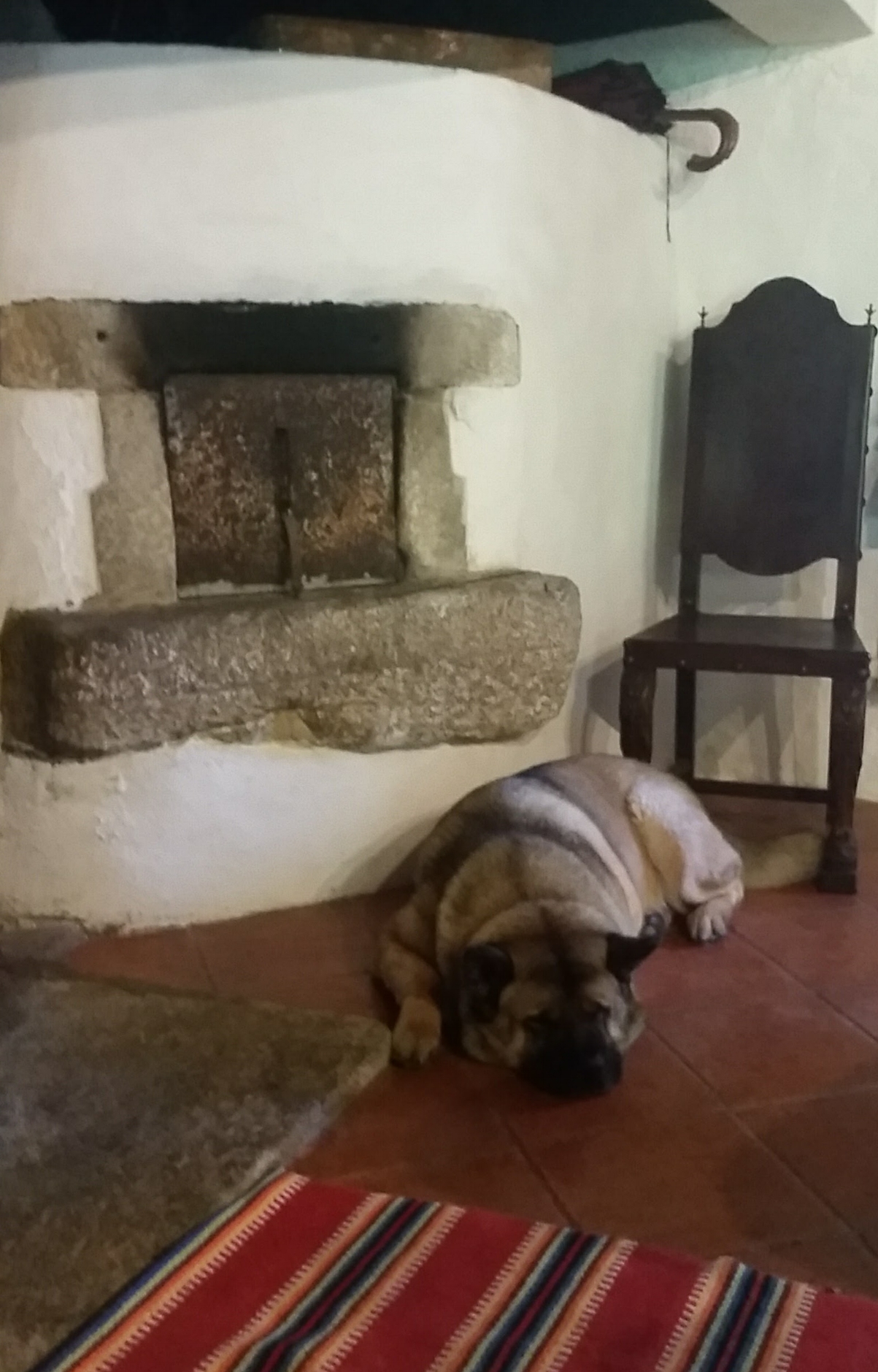 Pupperchunker Luke is tired after surfing