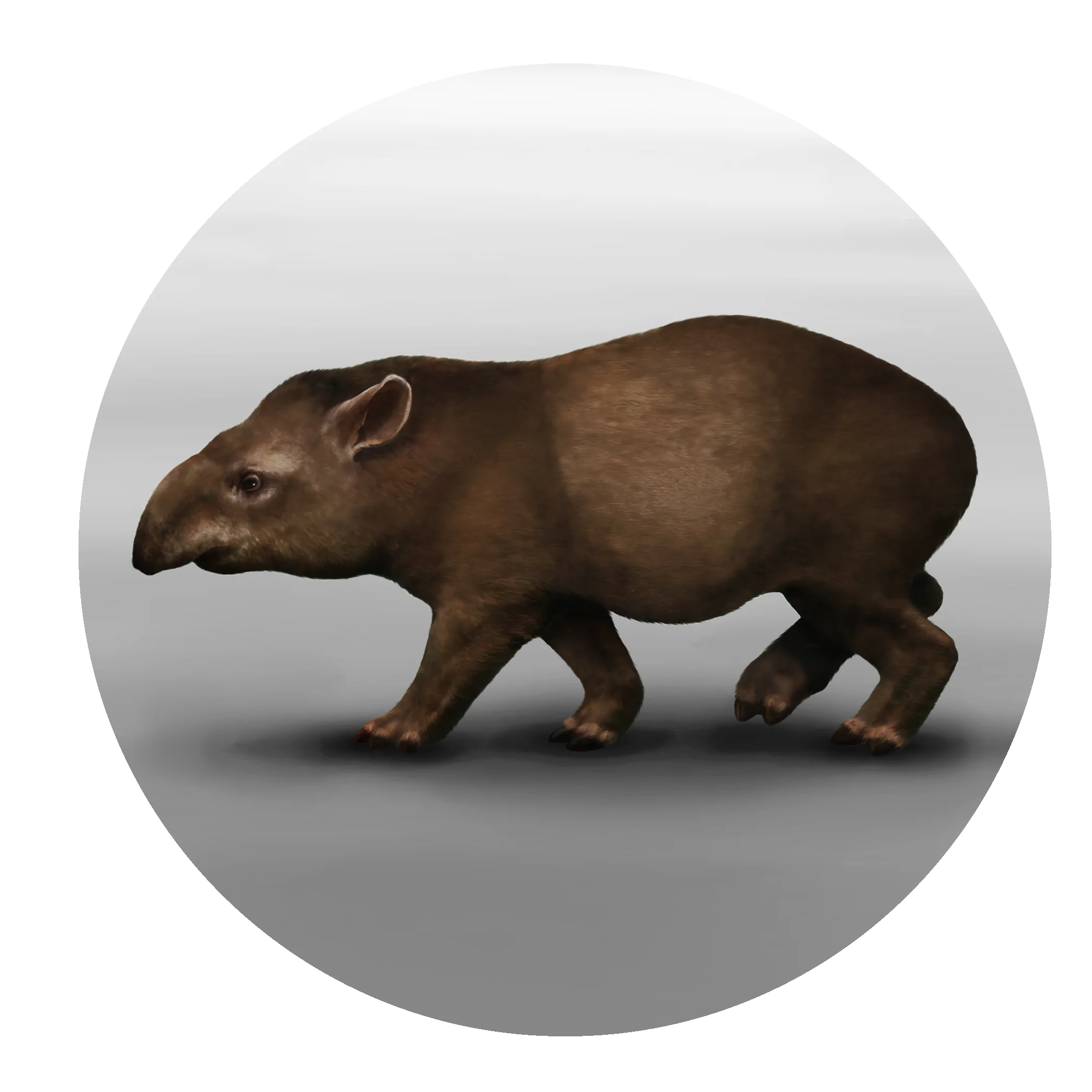Extinct Tapir.jpg