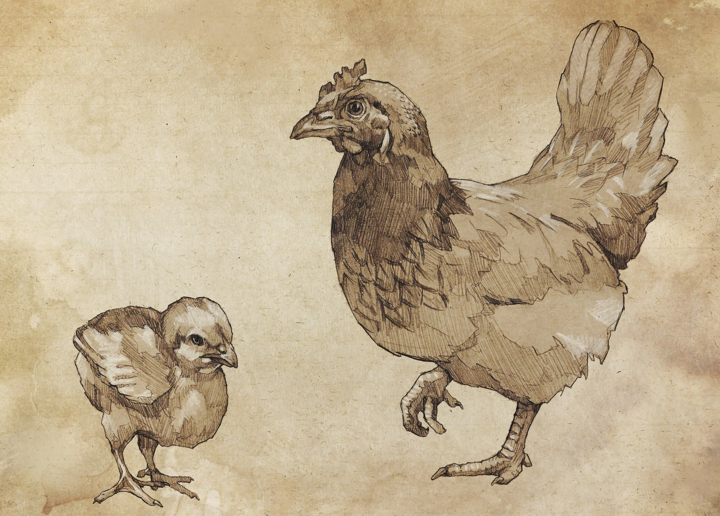 PosterChickens.jpg